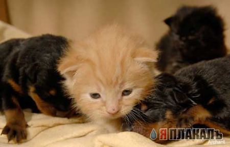 Ротвеллеры против кошек
