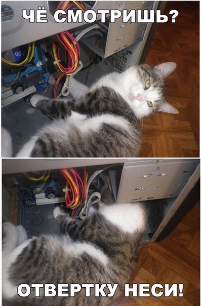Мохнатые беспредельщики