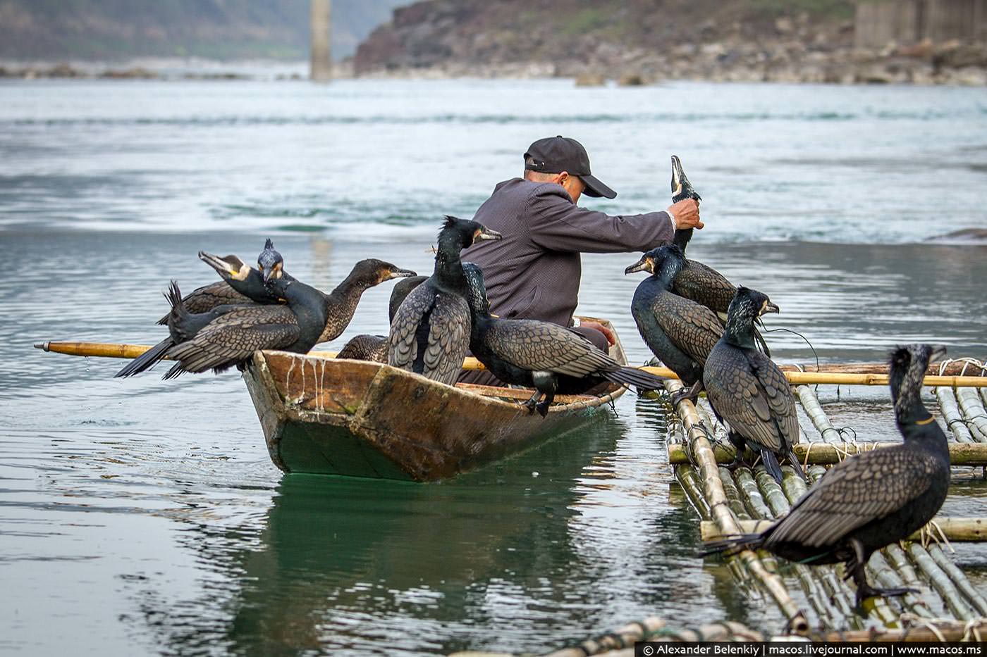 Птицы которые помогают человеку. Рыбалка с бакланами в Китае. Ловля рыбы с бакланами в Китае. Бакланы ловят рыбу в Китае. Рыбалка с бакланами.