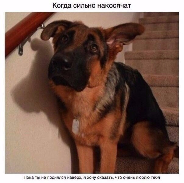 Мохнатые беспредельщики