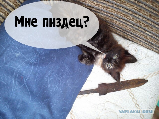 Удачно в деревню съездил.