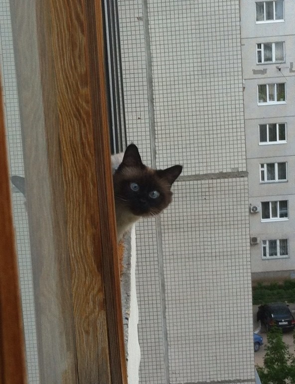 Выглядывающие коты