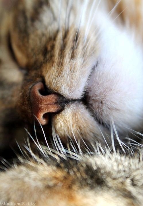 Коты из сети