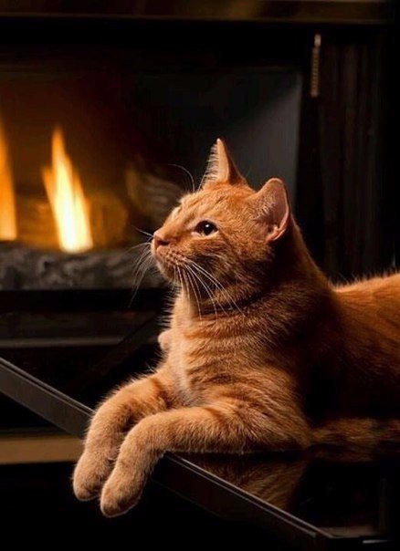 Коты из сети