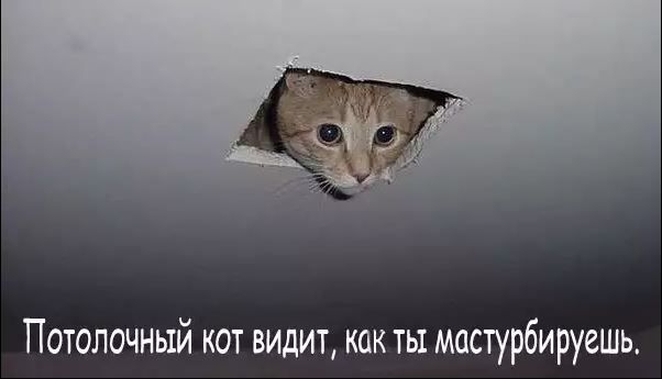 Облачное кошачее хранилище
