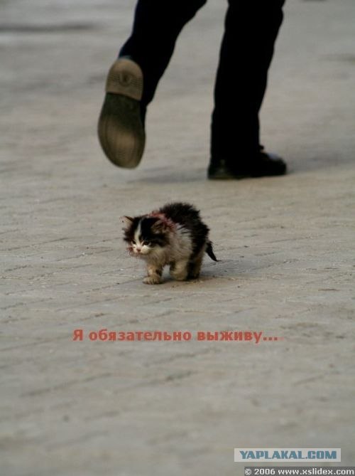 Жисть как она есть