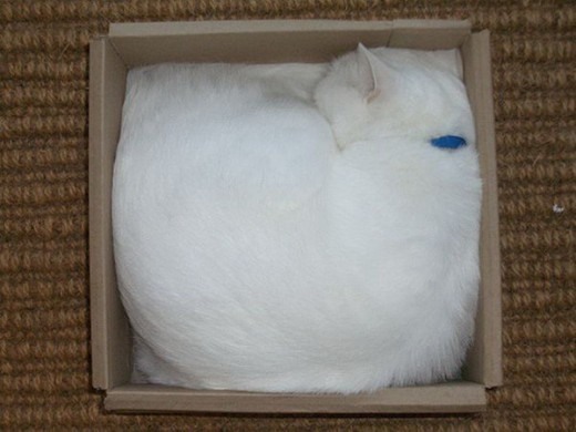 Коты и Кошки