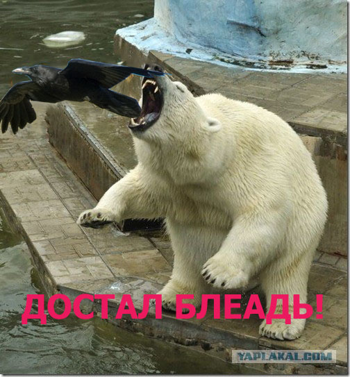 Белый медведь и ворона