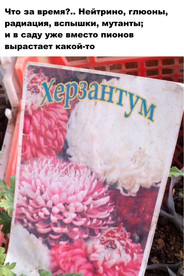 Вижу рифму!