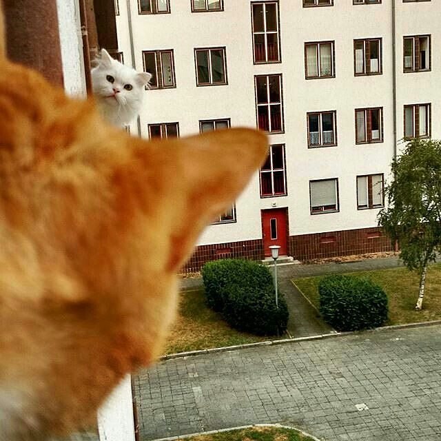 Кот без прикрас
