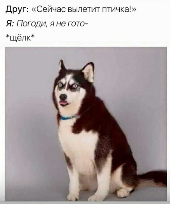 Живность из сети