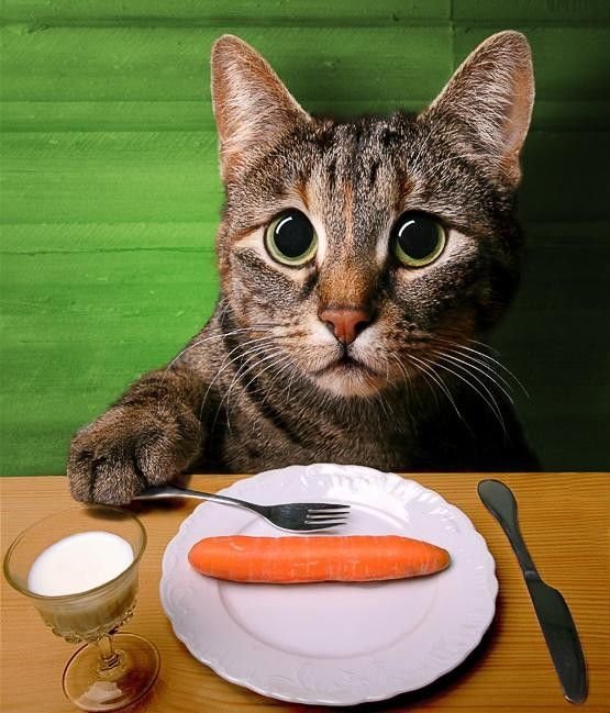 Прикольные коты на среду! ОЧЕНЬ МНОГО! Часть 2