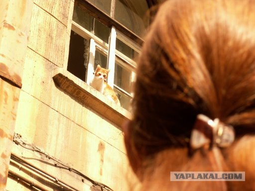 Котовторник на ЯПлакалъ (15.07.2008)
