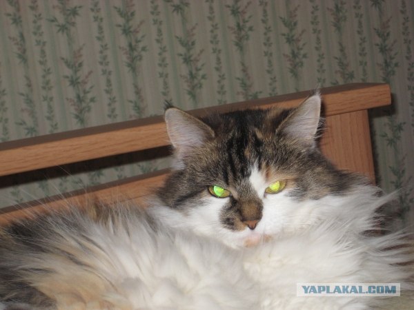 День котов