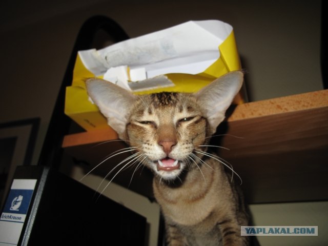 Котовторник на 22 июня