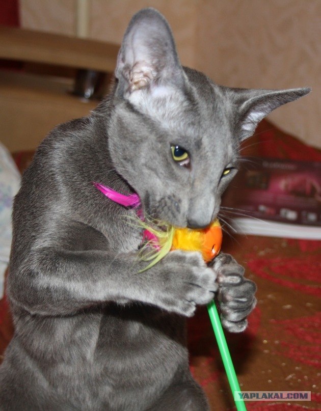 Котовторник  07.06.11