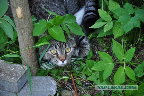 Супер-котофото на котовторник