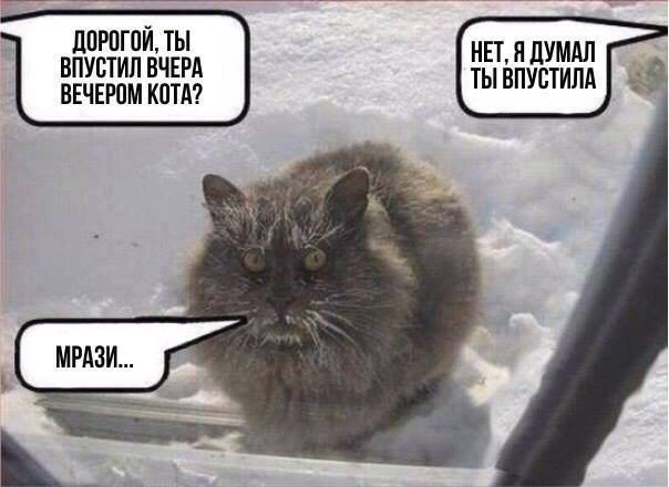 Странная кошачья логика, которую человеку никогда не постичь