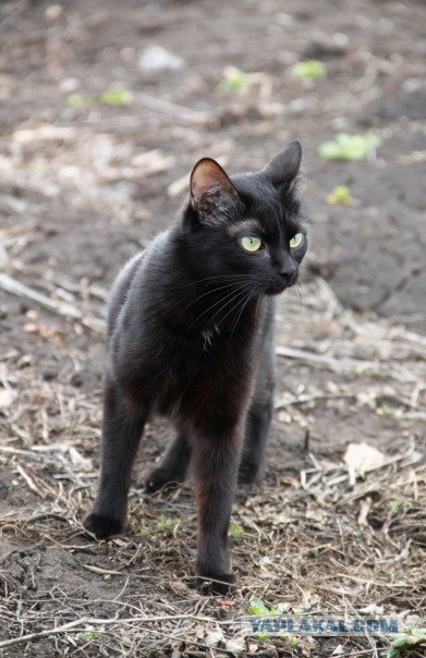 Котовторник (31.01.2012)