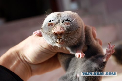 Пойманый крот