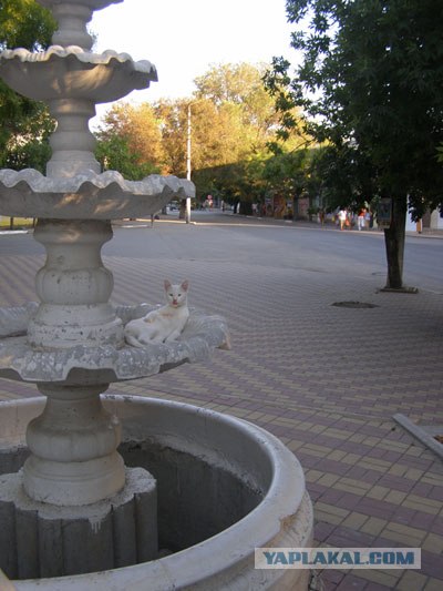 Котовторник 20.03.2012