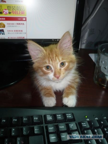 Котовторник  от 3.04.2012