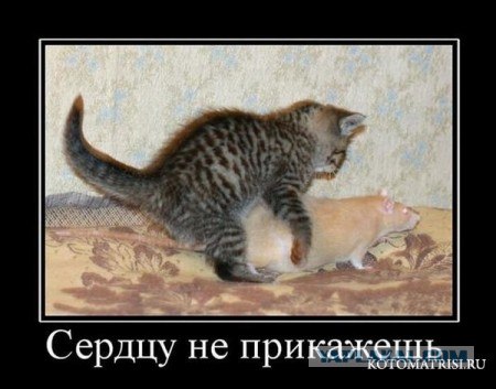 Гигантские крысы в Англии