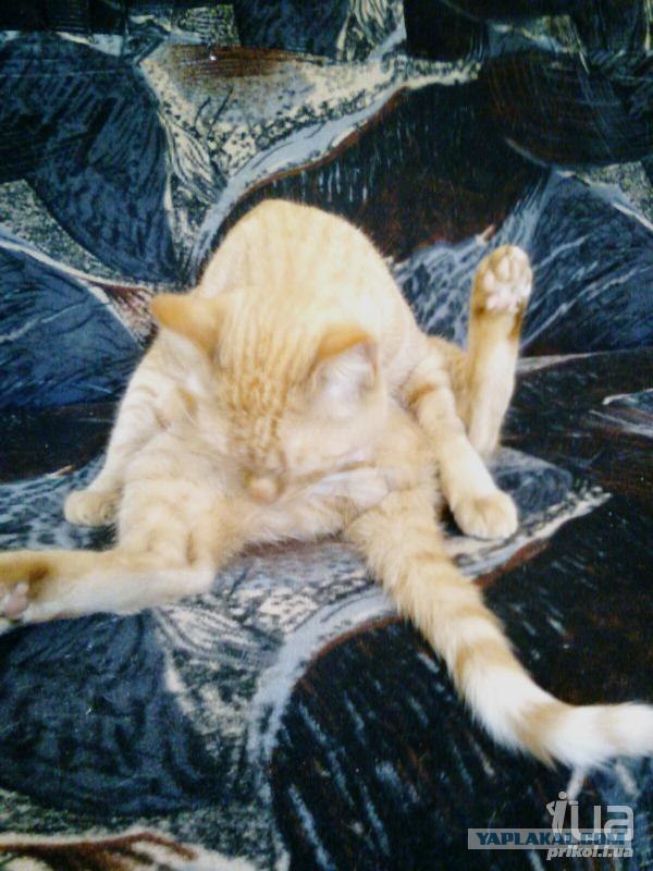 Щенок предупреждает!