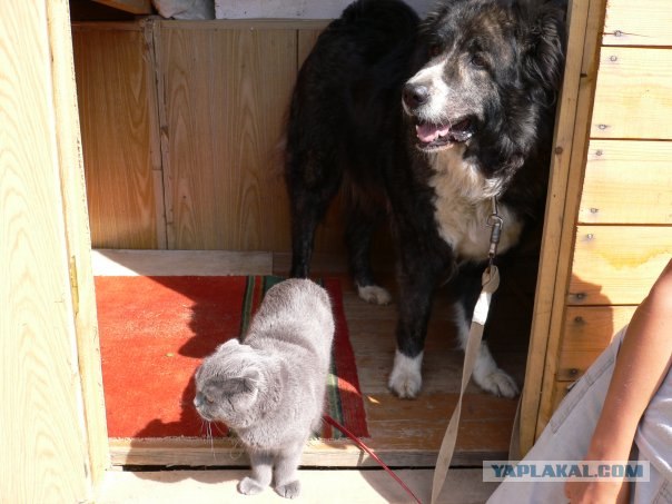 Котовторник  14.08.2012.