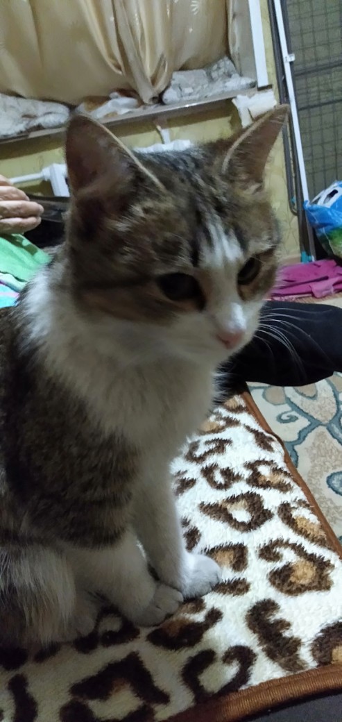 Забавные фото котеек