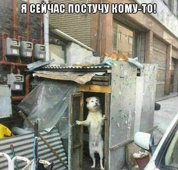 Анекдоты, соц-сети и картинки с надписями