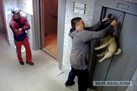 Лютая жесть в лифте