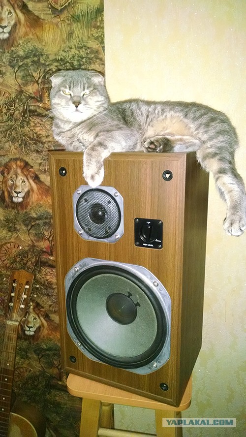 Мой котяра!
