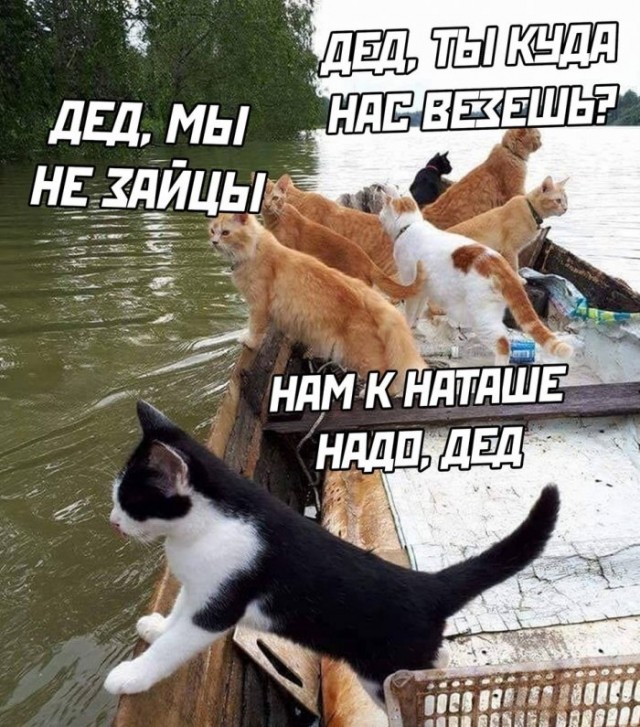 Картинки разнообразные. На злобу дня и на доброту (18.06)