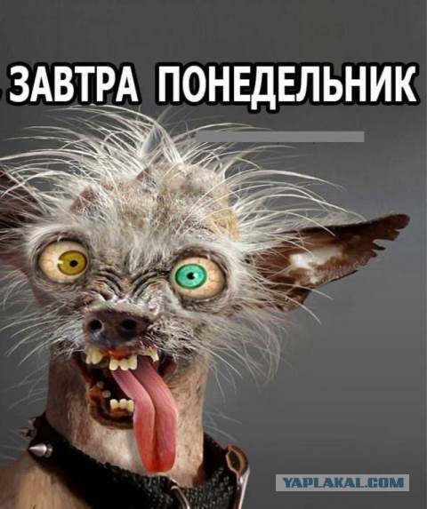 Юмор в картинках 19.07.20