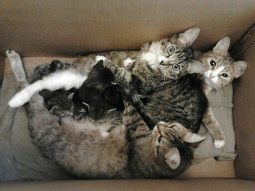 Моя красотка