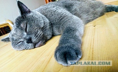 Кот, который не любит Новый год