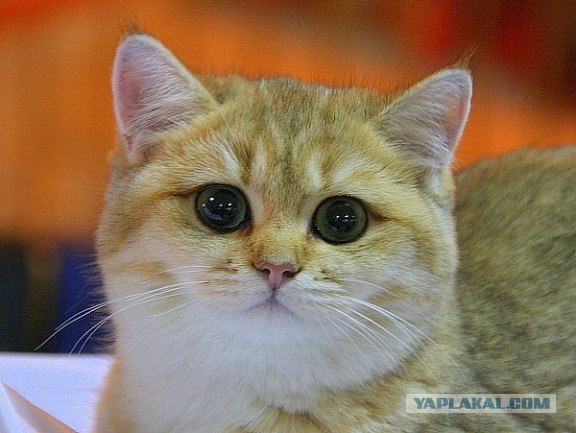 Интеллигентный кот