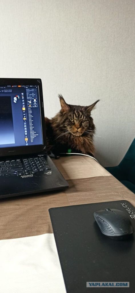 Мой самый первый КОТовторник!