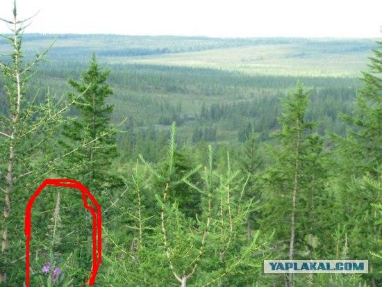 Заполярье, поездка за хариусом