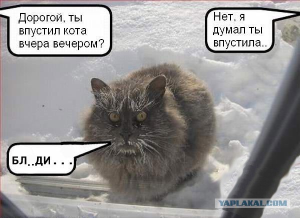 Впустите котика!