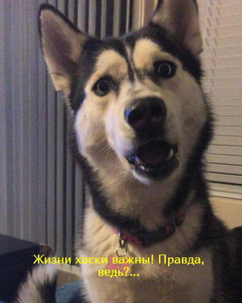 Котик расист