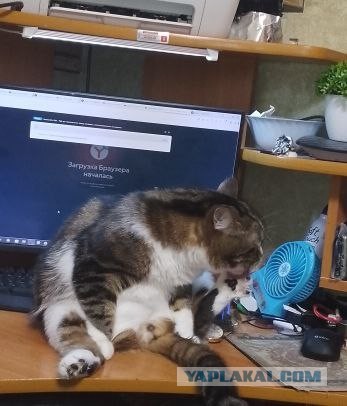 12 самых смешных котов в истории комического конкурса Comedy Pet Photography Awards