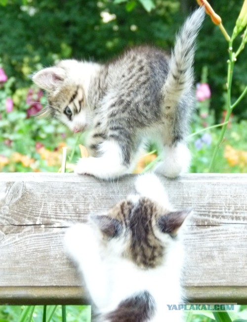 Котовторник 9.07.2013