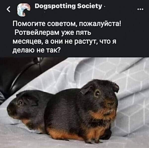 Картинки для деградации 308 (разной степени свежести)