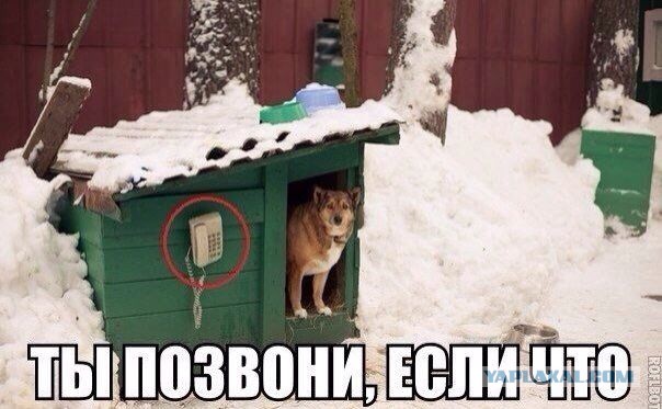 Весёлые картинки. Разбавим будни