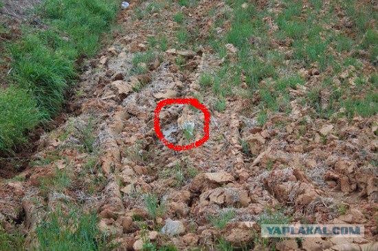 Найди кота на фотографии