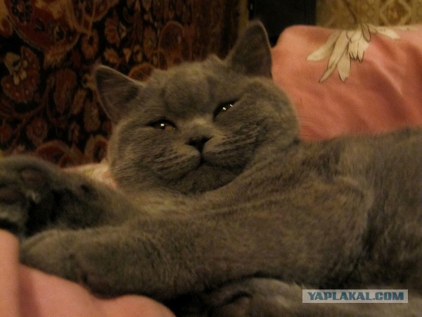Котовторник 18.03.2014