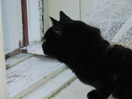 Котовторник  08.04.2014