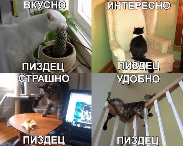 Приколы из социальных сетей №х/з